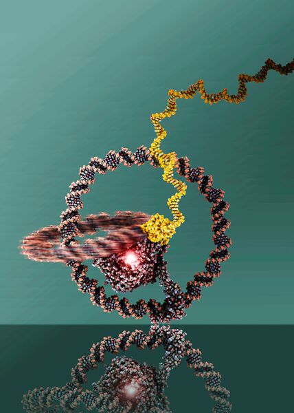 Greatly enlarged reproduction of the nanomachine: The two rings are linked like a chain and can well be recognized. At the centre there is the T7 RNA Polymerase. (Julián Valero/caesar Bonn)