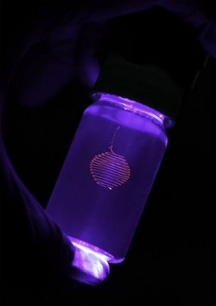 Dünn wie Spinnenseide  Die dünnsten Fasern mit einer Auflösung von bis zu 1,5 Mikrometern können mit einer speziellen 3D-Drucktechnik hergestellt werden, die sehr feine, kontinuierliche und weiche Fasern produziert.  Mit dieser Technik soll es künftig möglich sein, natürliche Mikrofasern nachzubilden, wie sie in der Seide von Spinnen oder den Abwehrfasern von Schleimaalen vorkommen. Spezielle Techniken im Druckprozess verringern die Oberflächenspannung und verhindern, dass die Fasern brechen. Die Methode verwendet den eingebetteten 3D-Druck, bei dem das Material nicht in der Luft, sondern in einem Stützmedium wie Gel abgelagert wird. So lassen sich komplexe Geometrien herstellen – ohne zusätzliche Stützstrukturen, die später entfernt werden müssen. Das Druckmaterial wird sofort im Gel gehärtet, wodurch es vor dem Reißen geschützt wird. Das Bild zeigt eine spiralförmige Struktur, die mit der neuen 3D-Drucktechnik am Grainger College of Engineering der University of Illinois erzeugt wurde. Hier gehts zur Originalmeldung Wissenschaftsbild des Tages vom 20.2.2025  (Bild: M. Tanver Hossain - The Grainger College of Engineering at the University of Illinois Urbana-Champaign)