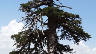 Europas ältester lebender Baum: Die Panzerkiefer „Adonis“ wurde von den Forschern im Pindosgebirge in Griechenland entdeckt. (Oliver Konter)