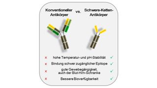 Die vorteilhaften Eigenschaften von Schwere-Ketten-Antikörpern im Vergleich zu konventionellen Antikörpern (Knauer)