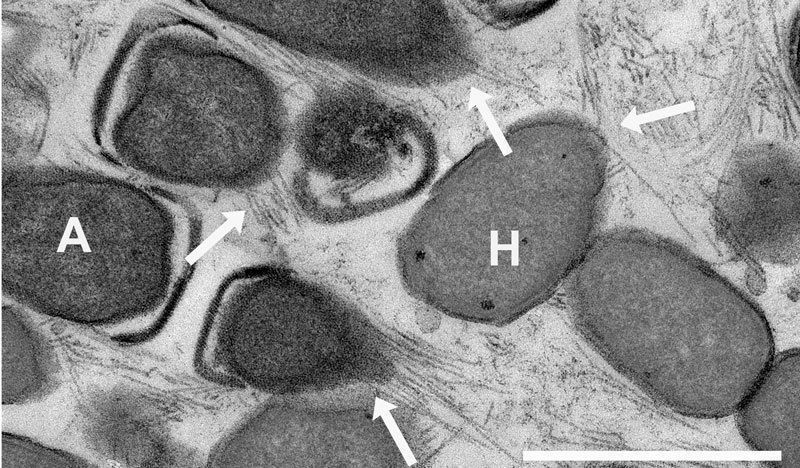 Das Elektronenmikroskopie-Bild zeigt die mehrere Mikrometer langen Nano-Drähte (Pfeile; weißer Balken = 1 Mikrometer). Sie sind damit viel länger als die Bakterienzellen selbst (A = Archaeen, H = Partnerbakterien). (Bild: © MPI f. biophysikalische Chemie)