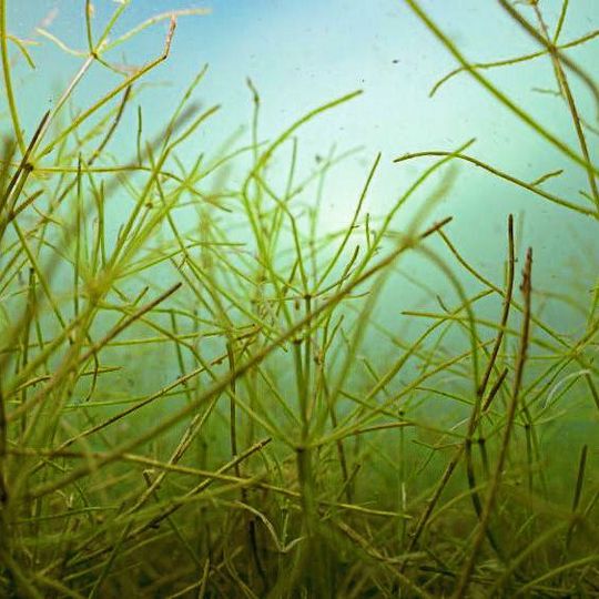 asserpflanzen sind wichtig, um den Klarwasserzustand von flachen Seen zu stabilisieren. asserpflanzen sind wichtig, um den Klarwasserzustand von flachen Seen zu stabilisieren.