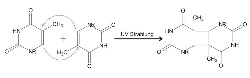 Abb. 1: UV-Strahlung beispielsweise aus dem Sonnenlicht führt zur Einführung von Thymindimeren in die DNA. (Biotec)