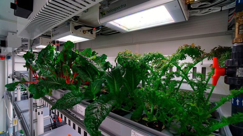 Salate, Gurken und Radieschen: Im Antarktisgewächshaus Eden ISS konnte das erste Gemüse geerntet werden. Für ein gutes Pflanzenwachstum sorgt unter anderem Energiemesstechnik der Firma Socomec. (EDEN ISS / DLR / CC BY 3.0)