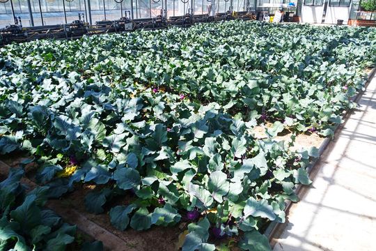 Ein Gewächshausversuch mit Kohlrabi am Leibniz-Institut für Gartenbauwissenschaften (IGZ) hat gezeigt, dass man Mineraldünger durch menschliche Ausscheidungen ersetzen kann, um den gleichen Wachstumseffekt zu erreichen ...(Bild:  IGZ)