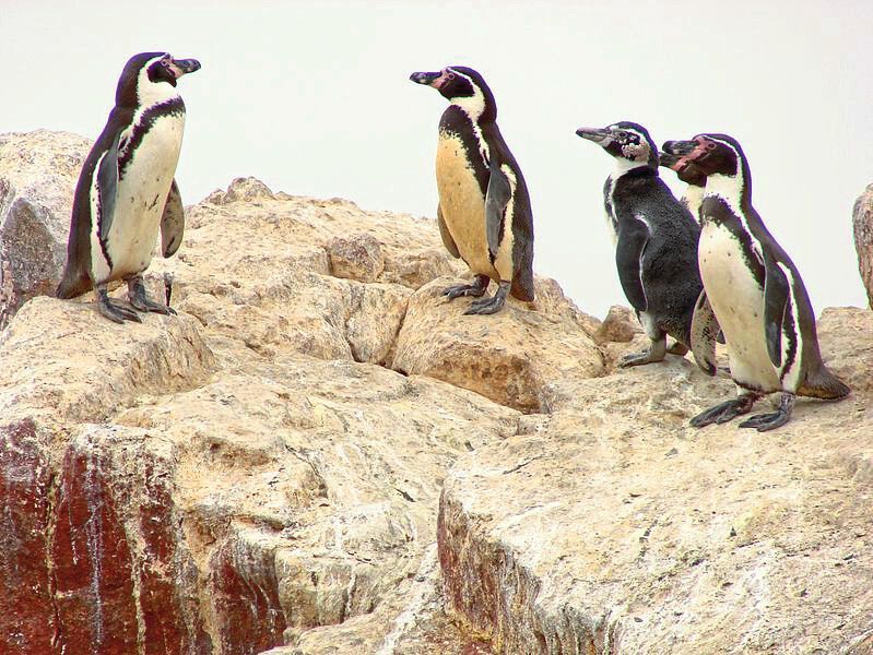 Pinguine sind heiße Typen  Nicht nur in der Kälte der Antarktis bei -40 °C fühlen sich Pinguine zu Hause. Der Humboldt-Pinguin etwa lebt an den Pazifikküsten in Peru und Nordchile. Um mit der heißen Sonnenstrahlung dort zurechtzukommen, hecheln Humboldt-Pinguine zur Abkühlung, ähnlich wie man es von Hunden kennt. (Bild: Humboldt Penguin / guido612 / CC BY 2.0)