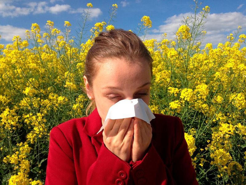 The study aimed to understand the major causes of widespread pollen allergy and identify the implementation gaps to suggest key adaptive measures to minimize the onset and exacerbation of pollen-related allergic diseases. (Pixabay)