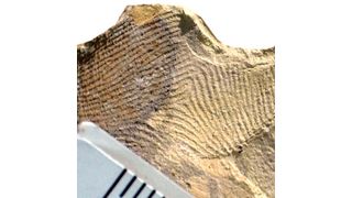 Auf der Innenseite der tönernen Öllampen sind die Fingerabdrücke deutlich zu erkennen. (Ausschnitt) (© Kimberlee S. Moran)