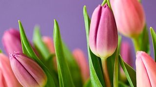 Ein neues, synthetisches Peptid kann das Verwelken von Schnittblumen verzögern. (Symbolbild) (gemeinfrei)