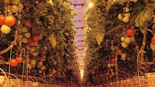 Spezielles LED-Licht sowie Künstliche Intelligenz im Gewächshaus sollen dabei helfen, dass Tomaten ideale Bedingungen geboten bekommen. (Osram)