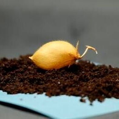 The researchers chose the ‘Myles’ variety of chickpea for this study. Its compact size and resiliency support crop production in space-limited mission environments. (Source: University of Texas Institute for Geophysics)