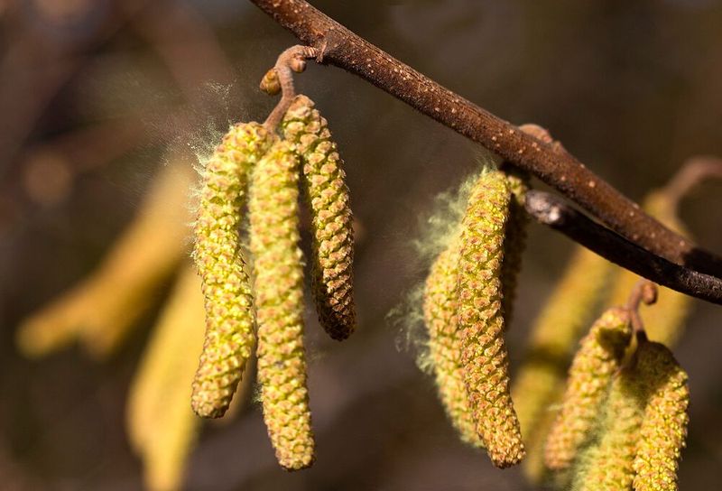 Allergische Reaktionen können auch ohne das auslösende Allergen wie Gräser- oder Birkenpollen auftreten. (Symbolbild)