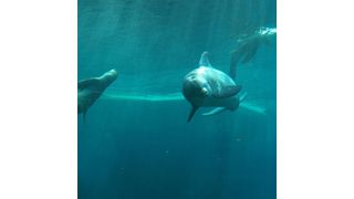 Delfinlagune im Nürnberger Zoo: Moderne Filteranlagen mit Automatisierungstechnik sorgen für hohe Wasserqualität und damit auch für glückliche Delfine und Seelöwen. (Tiergarten Nürnberg)