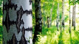 Solvay agrees to take full ownership of U.S. cellulose acetate flake plant from joint venture partner Eastman Chemical Company. (Picture: Solvay)