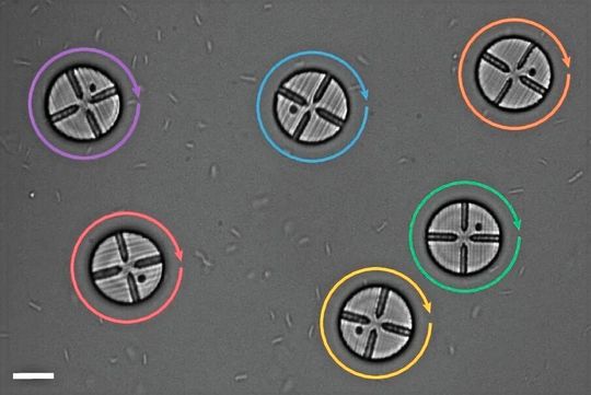 Experiment with six pucks with chambers suspended in a bath of motile E. coli. All pucks spin clockwise, marking a first step towards the development of chiral fluids of spinners.(Source:  Grober et al./Nature Physics; DOI: 10.1038/s41567-026-03189-4)