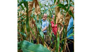 Auch große Pflanzen finden Platz: Prof. Dr. Frank Hochholdinger (l.) inspiziert den Mais, der zur Erforschung der Wurzeln im neuen Gewächshaus angebaut wird. (Volker Lannert/Uni Bonn)
