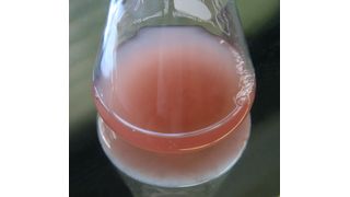 Dinoroseobacter shibae DSM 16493 im Erlenmeyer-Kolben (Bild: Petersen, Leibniz-Institut DSMZ)