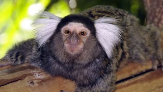 In Östereich leben Weißbüscheläffchen beispielsweise im Haus des Meeres in Wien. (Bild: Hans Novak/Haus des Meeres)