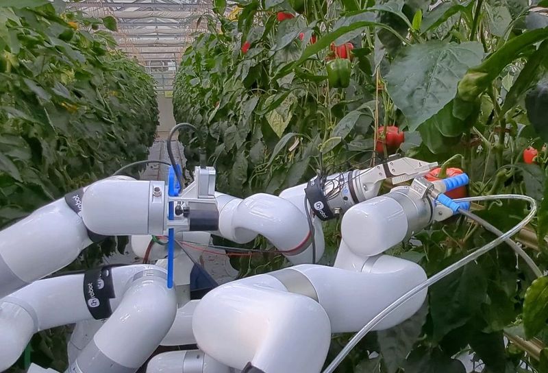 As part of the “AgriLoop” project, researchers at the University of Bonn are developing a system designed to control greenhouse robots using natural language and to map plant populations in three dimensions.(Source:  University of Bonn)
