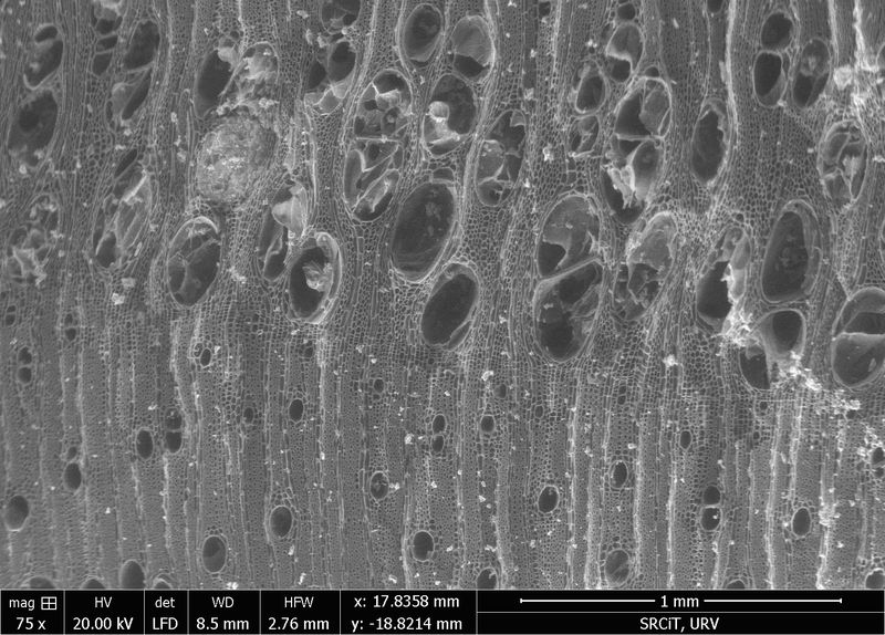 Holzkohle der Homininen  Frühe Menschen nutzten vor etwa 800.000 Jahren Feuer auf clevere und praktische Weise. Anstatt nach dem „besten“ Holz zu suchen nahmen sie schlicht das nächstbeste, was die Natur ihnen bot – hauptsächlich Schwemmholz, das sie am Seeufer sammelten.   Zu diesem Schluss kommt die Studie eines internationalen Teams. Die Forscher analysierten 266 winzige Holzkohlefragmente an der Stätte Gesher Benot Ya'aqov (GBY) im heutigen Nordisrael. Dabei entdeckten sie eine überraschende Pflanzenvielfalt. Dazu gehört auch der früheste bekannte Nachweis von Granatapfelbäumen in der Levante.  Der ständige Zugang zu Brennholz, Nahrung und Wasser erkläre laut den Wissenschaftlern, warum die Menschen immer wieder an dasselbe Ufer zurückkehrten: Sie wählten nicht nur einen Wohnort, sondern einen Ort, an dem sich das überlebenswichtige Feuer leicht aufrechterhalten ließ.  Das ESEM-Mikroskopiebild zeigt den Querschnitt eines Holzkohlefragments von Eschenholz.  Hier gehts zur Originalmeldung Wissenschaftsbild des Tages vom 23.4.2026  (Bild: M. MoncusilPHES)