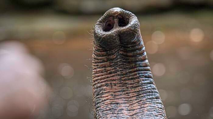 Elephant trunk whiskers shine(Source:  MPI-IS/A. Posada)