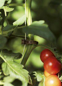 Biologisch abbaubare Tomatenclips  (Bild: Wacker Chemie)