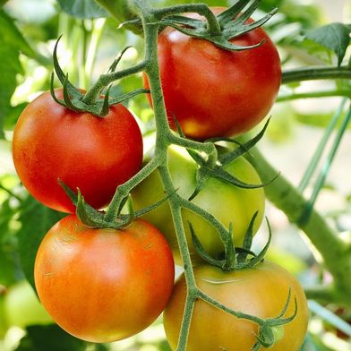 tomatoes-6614242-1280-1280x720v1 (Bild: )