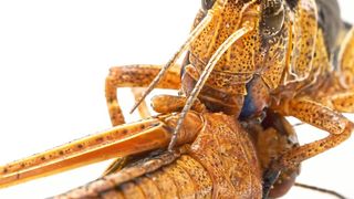 Kannibalistische Fraßattacke: Eine Europäische Wanderheuschrecke der Art Locusta migratoria verspeist eine Artgenossin. Kannibalismus wird als einer der wesentlichen Treiber für das verheerende Schwarmverhalten von Heuschrecken angesehen. (Bild: MPI für chemische Ökologie/ Benjamin Fabian)