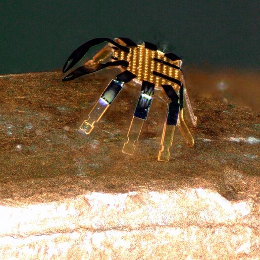 Smaller than a flea, a single crab robot stands on the edge of a coin. Smaller than a flea, a single crab robot stands on the edge of a coin.