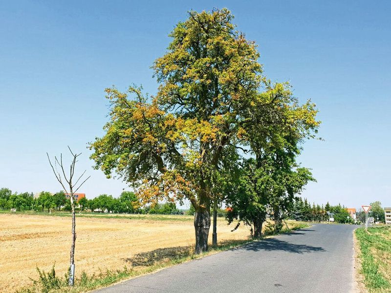 Trockenstress bei Hitze wird heimische Arten durch Klimawandel öfter treffen. (Prof. Andreas Roloff/TU Dresden)