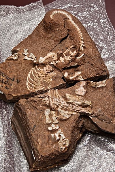Auf Basis eines Echsen-Skelettes haben sich die Wissenschaftler um Evolutionsbiologe Dr. John A. Nyakatura es zur Aufgabe gemacht, das Bewegungsprinzip von Echsen zu entschlüsseln. (Daimler und Benz Stiftung/Oestergaard)