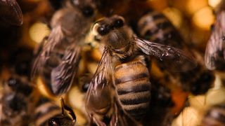 Erwachsene Bienen sind gegen die Faulbrut resistent. ForscherInnen der Uni Graz ist es gelungen, ihren Schutz weitgehend auch auf Larven zu übertragen.  (Uni Graz/Kernasenko )