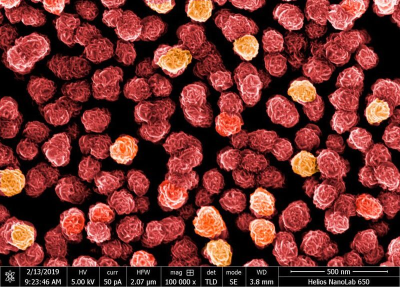 Blütenspektakel aus dem Zwergenland: Nanopartikel aus Eisen und Silber unter dem Mikroskop. Eine „Blüte“ ist rund 100 Nanometer klein. (L. Driencourt CSEM/M. Schönenberger Nano Imaging Lab (SNI/Uni Basel), nachkoloriert.)