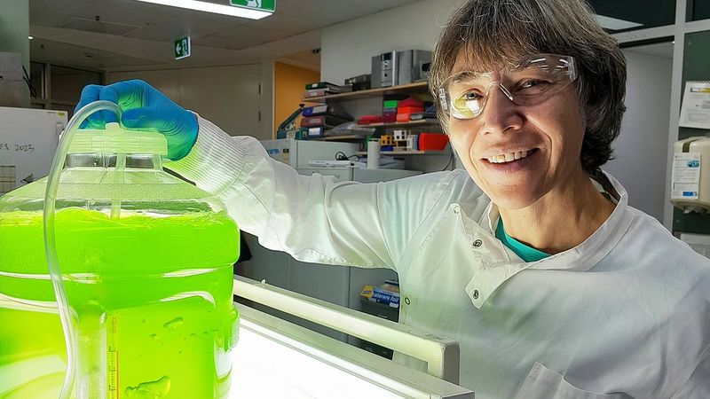 Professorin Dr. Ute Marx bei der Algenanzucht im Labor an der University of Queensland in Australien. Mit ihrer Forschung leistet sie einen wichtigen Beitrag zu internationaler Forschung über nachhaltigere und kostengünstigere Verfahren zur Herstellung von kultiviertem Fleisch.(Bild:  privat)