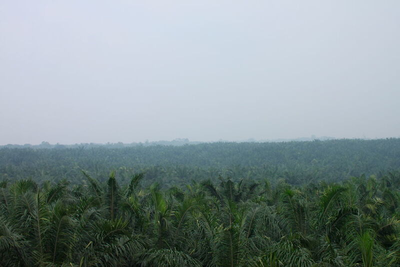 Palm oil plantations in Sumatra, Indonesia.   (EPFL/WSL)