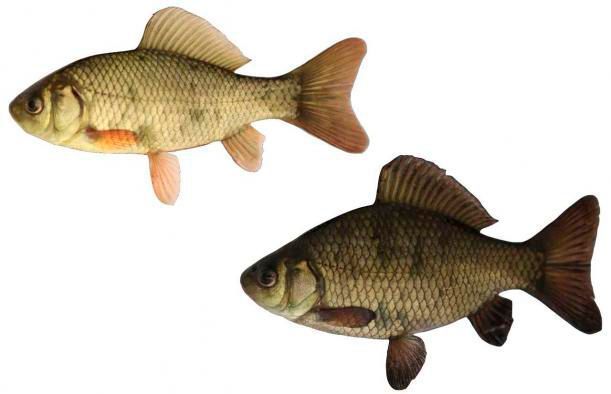 The crucian carp lower down has lived near predators, and is bigger (in height). (Jerker Vinterstare)