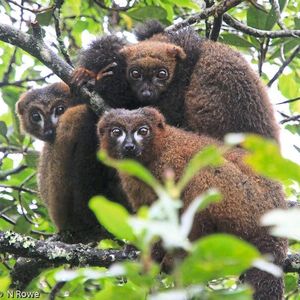 Rotbauchmakis auf Madagaskar: Die Lemuren sind ausschließlich auf dieser Insel heimisch.