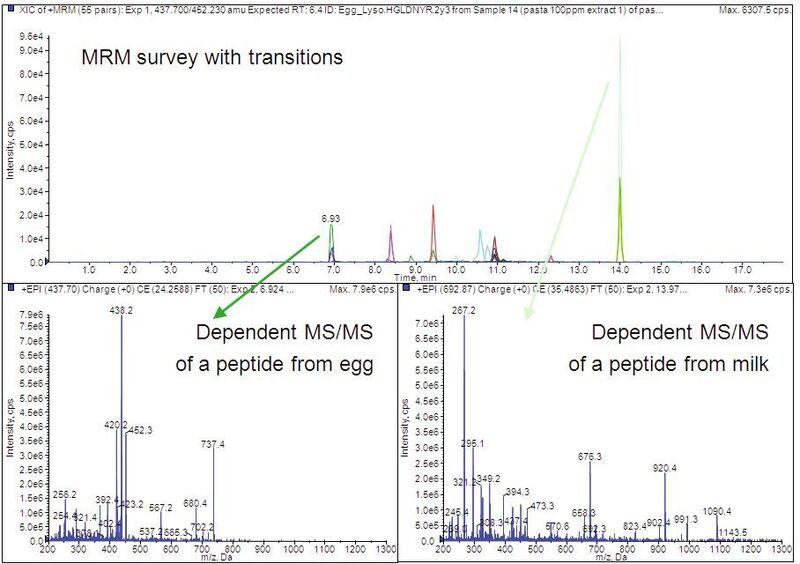 Abb 3a: Multiple Reaction Monitoring zum Nachweis von Allergenen in Pasta. Die Proben wurden jeweils mit 100 ppm Ei- und Milch-Proteinen versetzt. In der Abbildung oben ist jeweils das Ionenchromatogramm für alle MRM-Übergänge zu sehen. Unten dargestellt ist das jeweilige abhängige QTRAP MS/MS-Spektrum, das für ein Peptid aus Ei (links) und Milch (rechts) automatisch generiert wurde.  (Bild: AB Sciex)