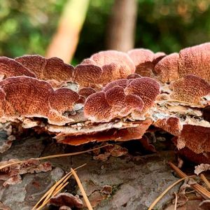 Trichaptum grow on recently fallen logs.(Source:  Dabao Sun Lu/ UiO)