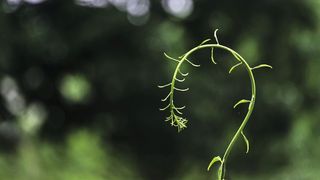 Obwohl es anders als beim Menschen funktioniert haben auch Pflanzen ein Gedächtnis. Sie können sich erinnern und vergessen. Insbesondere die Frage wie Pflanzen vergessen,  beschäftigt die Wissenschaft seit Jahrzehnten.  (Bild: ©DMITRY TILT - stock.adobe.com)