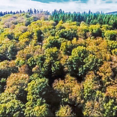 In Buchenwäldern haben die Hitzesommer Spuren hinterlassen: Fast die Hälfte der Bäume sind vielerorts in Hessen geschädigt.  (Markus Pfenninger)