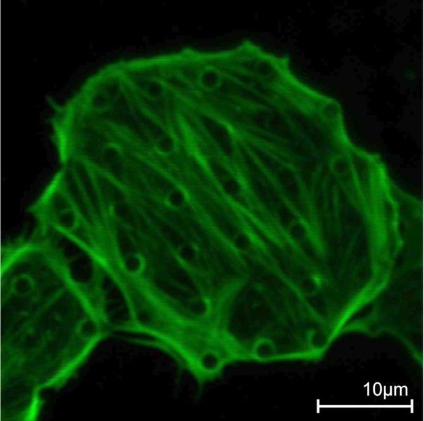 3a Immunozytochemische Färbung der Aktin-Filamente in Kardiomyozyten auf einem Nail-Array mit 3-µm-Pitch. (Archiv: Vogel Business Media)