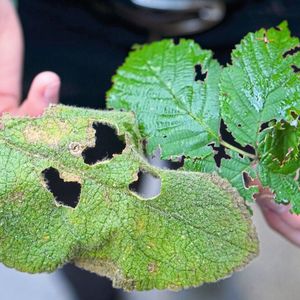 Jasmonsäure bewirkt, dass beschädigte Blätter von Pflanzen für Fraßfeinde unbekömmlich werden. In Bielefeld wurde eine Vorstufe des Hormons erzeugt. Mit ihm lässt sich etwa testen, wie die Fitness von Pflanzen verbessert werden kann.(Bild:  Universität Bielefeld)