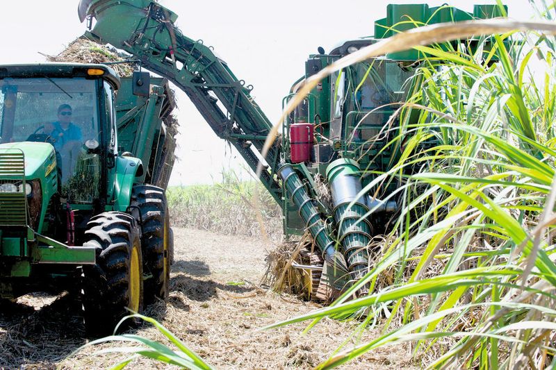 Bio fuel ethanol made from sugar cane: Harvesting sugar cane in Brazil.  (Picture: Raízen)