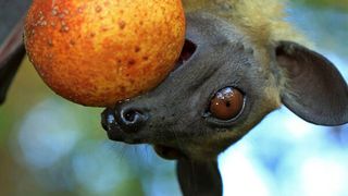 Palmenflughunde lieben Früchte über alles, zum Beispiel Dattelpalmen und Mangos – oder wie in diesem Fall Zuckerpflaumen, die Früchte von Uapaca kirkiana... (Ausschnitt) (© MPI f. Ornithologie / Christian Ziegler)