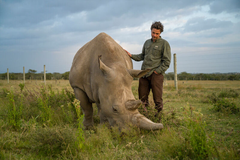 Jan Stejskal of the Dvůr Králové Zoo (Czech Republic) checks on Fatu, the youngest of the two northern white rhinos on the planet the day before the procedure on Ol Pejeta Conservancy.  (Ami Vitale)