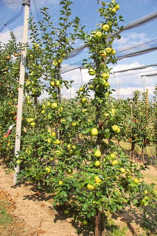 Bäume der Apfelsorte Pia41 zeigten sich im Versuchsanbau widerstandsfähig gegen den Apfelschorf.(Bild:  Herbert Knuppen)