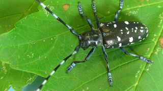 Normalerweise besitzen die Asiatischen Lauholzbockkäfer in Europa weisse Flecken. (Doris Hölling (WSL))