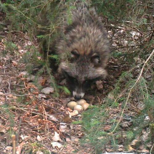 A raccoon dog has found an artificial nest. 