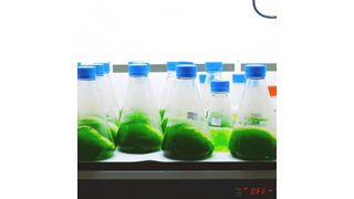 Using advanced cell engineering technologies at Synthetic Genomics, the ExxonMobil-Synthetic Genomics research team modified an algae strain to enhance the algae’s oil content  (Exxon Mobil)